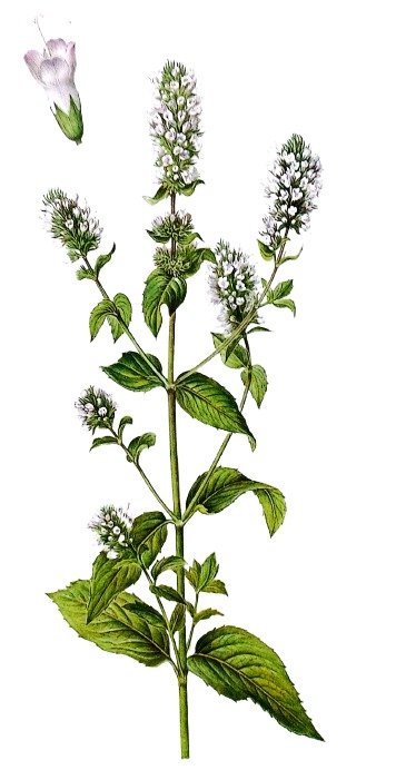 Menthe poivrée - Plante aux feuilles lancéolées et fleurs violettes